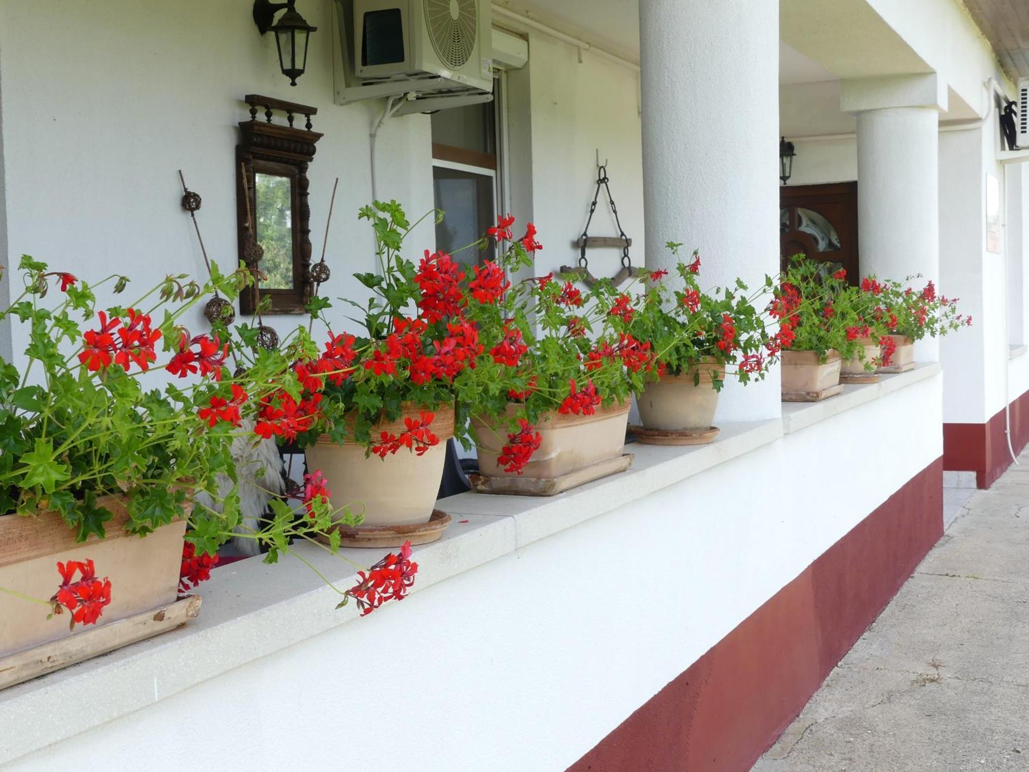Bed and Breakfast Tisza White House Tiszaszolos Экстерьер фото